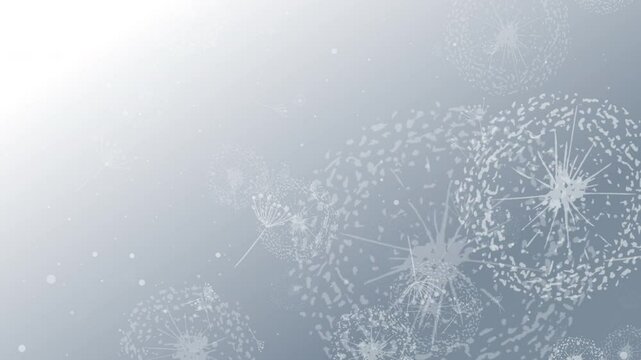 Abstract floral gentle summer background with animated dandelion flowers. Looped animation. Copy space.