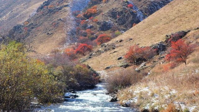 autumn landscape where wild apricot trees with red leaves in a mountain river gorge with blue water among the hills.