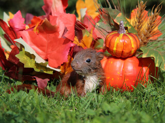 junges Eichh&ouml;rnchen