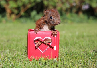 Eichh&ouml;rnchenbaby