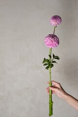 Flower Held in Hand Against Wall Background