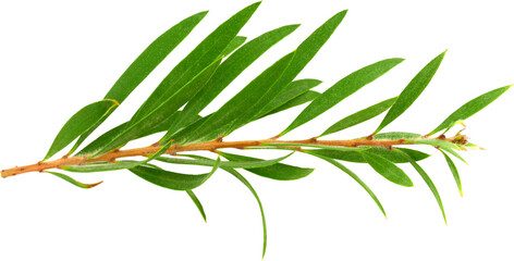 Fototapeta premium Melaleuca (Tea Tree) with leaves Isolated on White Background. Top View.