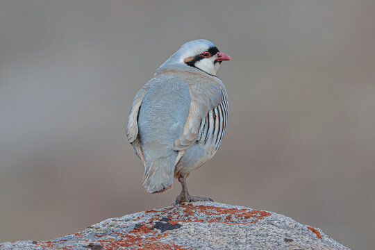 Chukar partridge sitting on Rock
