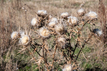 Dry thistle (Cirsium vulgare) closeup on a meadow in autumn sunny day