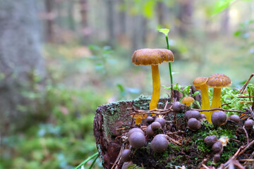 Autumn mushrooms and slime mold in the forest