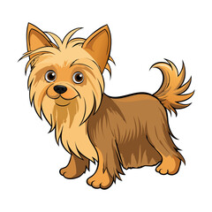Australian Silky Terrier vector illustration isolated on white background in cartoon style.