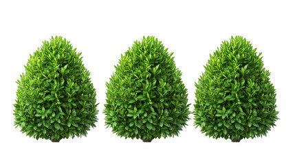 Three bushes are shown in a row, with the middle bush being the tallest