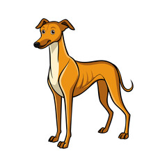 Azawakh dog vector illustration isolated on white background in cartoon style.