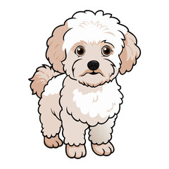 Bichon Frisé Dog breed vector illustration isolated on white background in cartoon style.