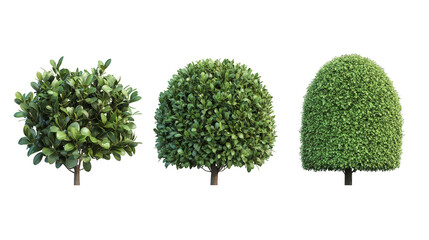 Three bushes are shown in a row, with the middle bush being the tallest