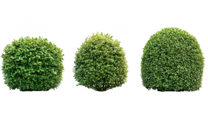Three bushes are shown in a row, with the middle bush being the tallest