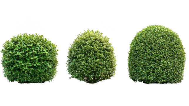Three bushes are shown in a row, with the middle bush being the tallest
