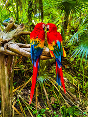 blue and yellow macaw  © Christopher