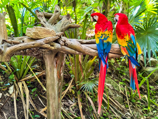 blue and yellow macaw