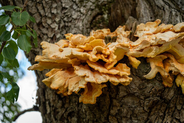 Mushrooms on the tribe of a tree