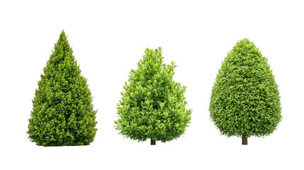 Three bushes are shown in a row, with the middle bush being the tallest