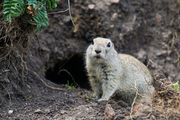 A gopher is sitting on the ground near his hole. The gopher has crawled out of his hole and is...