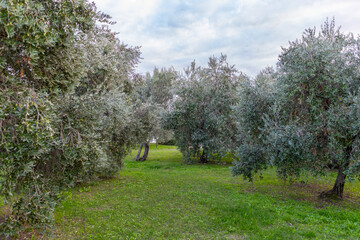 Gaj oliwny - Sirmione © Mikoaj