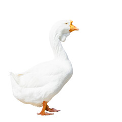 White goose fattened for the Christmas table