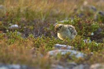 Small Rock ptarmigan chick wandering around during a summer morning in Urho Kekkonen National Park, Northern Finland	