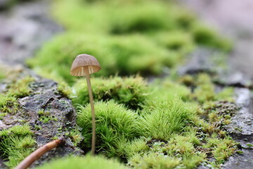 Tiny mushroom in autumn forest