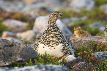Rock ptarmigan with small chick next to it on a summer morning in Urho Kekkonen National Park, Northern Finland	