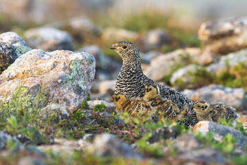 Rock ptarmigan with small chicks next to it on a summer morning in Urho Kekkonen National Park, Northern Finland	