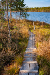 A nature trail along the swamp's edge around the lake. Beautiful landscape of wilderness. Purezer Nature Trail, Latvia.