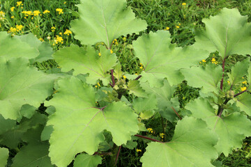 The medicinal annual herb Xanthium strumarium grows in nature