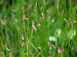 Eleocharis palustris, a swamp plant, grows naturally on the shore of the reservoir