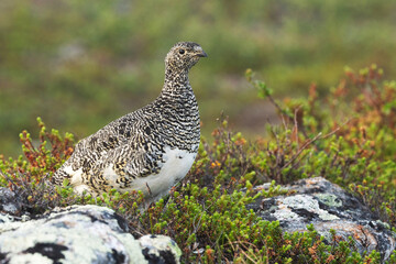 An alert Rock ptarmigan standing on a mountain in Urho Kekkonen National Park, Northern Finland