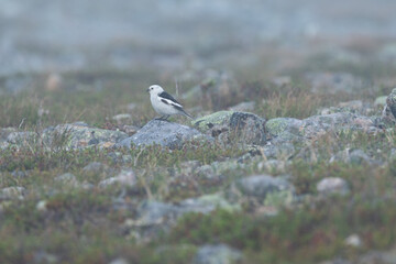 A small Snow bunting standing on a rock on a fell during misty morning in Urho Kekkonen National Park, Northern Finland	