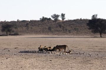 Mother lion and cubs drinking water 