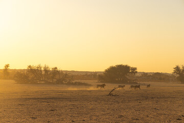 Lions Playing 