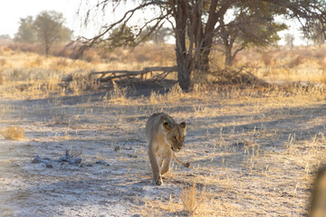 Young female Lion 