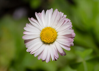 Fototapeta premium A small white and purple daisy growing in a green patch of a garden on a dunny day.