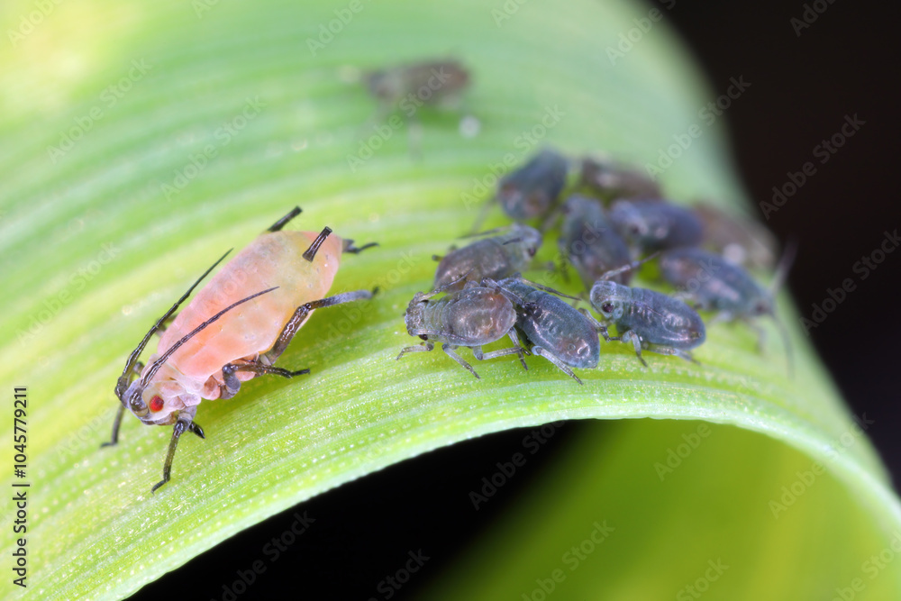 Wall mural English Grain aphids, Sitobion avenae. An adult, wingless female and a flock of young, born individuals.