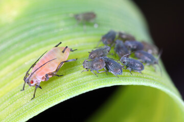 English Grain aphids, Sitobion avenae. An adult, wingless female and a flock of young, born individuals.