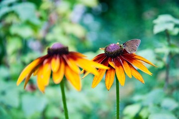 A moth gently perches on a yellow coneflower surrounded by a soft, green, nature background