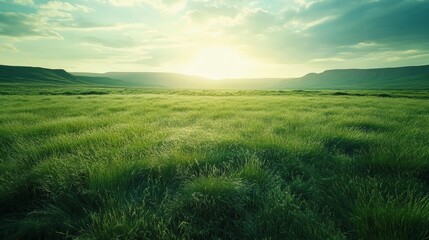 Fototapeta premium Serene green landscape with soft sunlight