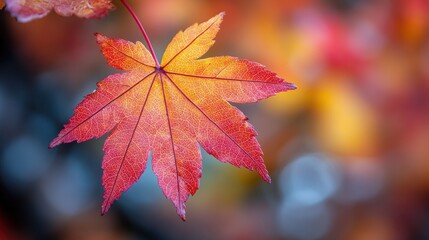 A vibrant autumn leaf showcasing rich colors against a blurred background.