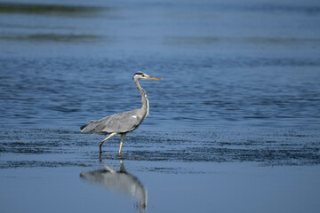 Grey heron (Ardea cinerea) in water