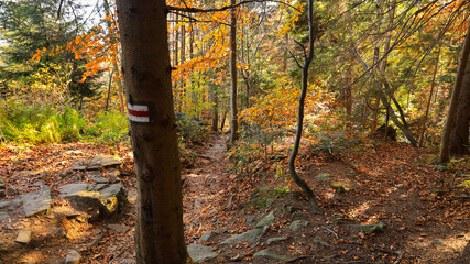 The trail to the Pilsko mountain from the Glinne pass. The season of autumn, called the 