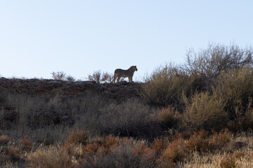 Young male Lion 