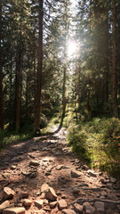 Obraz premium The trail to the Pilsko mountain from the Glinne pass. The season of autumn, called the 