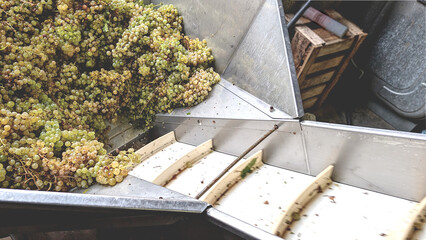 White grapes goes to the press machine for wine production.
