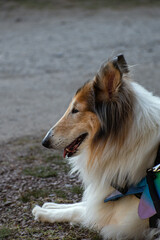 A Rough Collie dog lying on the ground 