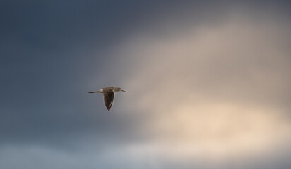 Green sandpiper (Tringa ochropus) flying into light