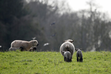 Obraz premium Hampshire Down ewe with lambs. Taken near Cholderton, Hampshire, England.