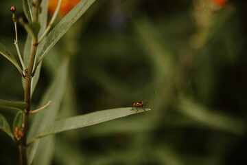 bug on leaf